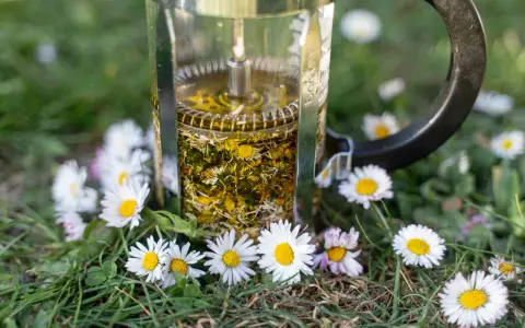 Infusion d'huile de paquerette dans une cafetière à piston, entourée de fleurs de pâquerettes sur l'herbe.
