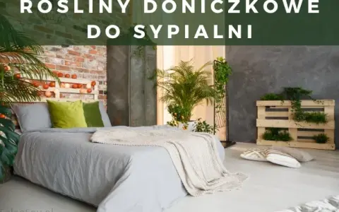 Czy skrzydłokwiat może stać w sypialni? Odkryj jego zalety i zagrożenia