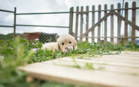 Ile kosztuje mały golden retriever? Sprawdź ceny i czynniki wpływające na koszt