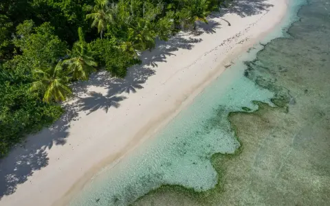 Rajska plaża z palmami i turkusową wodą. Czy Seszele są bezpieczne? Tak, to idealne miejsce na spokojny wypoczynek.