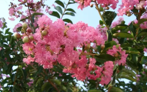 Kwitnąca lagerstroemia w Polsce, z pąkami i zielonymi liśćmi na tle błękitnego nieba.