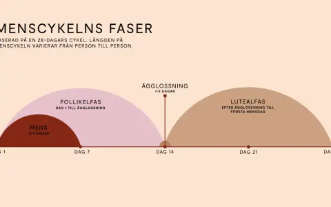 Grafisk illustration av menscykelns faser: mens, follikelfas, ägglossning och lutealfas.