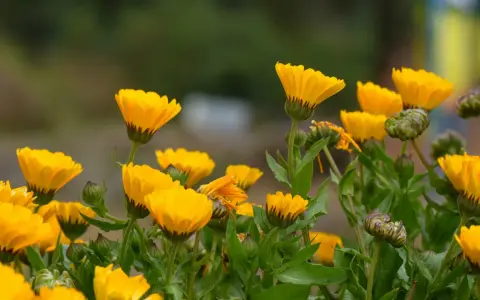 Un campo de alegres flores de temporada junio, de vibrante color amarillo, se mecen suavemente con la brisa.