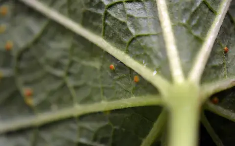 Närbild på ett grönt stockros blad med små orange prickar, troligen ägg eller larver.