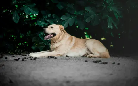 Un chien doré se repose paisiblement, l'air serein. On se demande quand le zylkène effet au bout de combien de temps se fera sentir pour qu'il soit si calme.