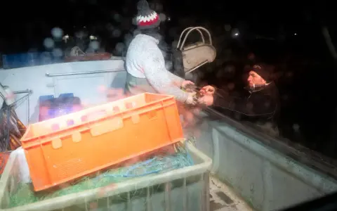 Połów śledzi w Bałtyku: Kiedy i gdzie zaplanować udany połów?