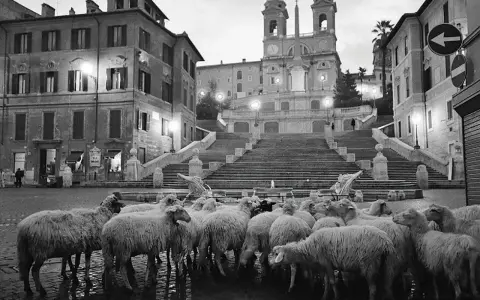 Un gregge di pecore occupa Piazza di Spagna, Roma. Un **scianna fotografo** cattura questo insolito scenario notturno.