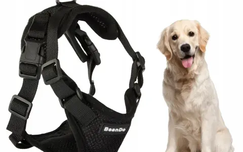Obroża czy szelki dla golden retrievera – co wybrać dla psa?