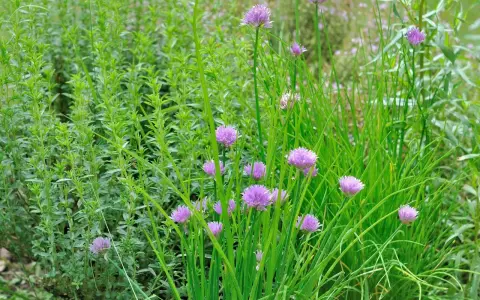 Un jardin d'herbes aromatiques prospère à l'ombre, avec des ciboulettes en fleurs et une plante verte dense.