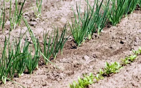 Młode szczypiorki rosną w rzędach na ziemi. Zastanawiasz się, co siać po cebuli? Oto odpowiedź w naturze.
