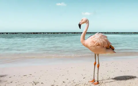 Ein rosa Flamingo steht am Strand von Aruba. Das Meer glitzert, der Himmel ist blau.