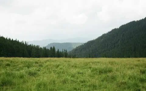 Zielona, bujna trawa na łąkach trwałych, co to znaczy? To naturalne, nieuprawiane tereny, otoczone lasem i górami.