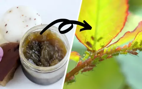Savon noir artisanal et une branche de rosier infestée de pucerons. Une solution naturelle pour lutter contre les pucerons.