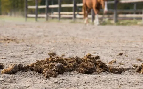 Un tas de crottin de cheval sur le sol sablonneux d'une carrière, avec un cheval en arrière-plan.
