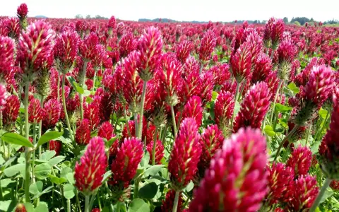 A field of vibrant crimson clover in full bloom. The dense planting suggests a focus on optimal crimson clover seeding rate for a lush ground cover.
