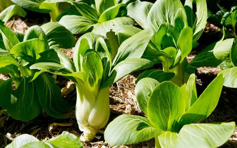 Plantas de bok choy listas para cosechar, perfectas verduras de invierno para plantar.