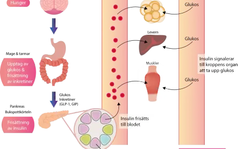 Diagram som visar hur kroppen hanterar glukos och insulin. Insulin frisätts för att reglera blodsockret, viktigt vid gravid diabetes.