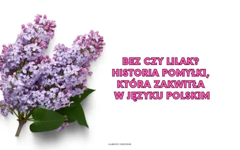 Gałązka bzu z fioletowymi kwiatami na białym tle.