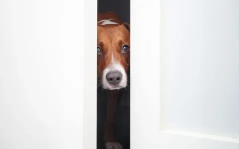 Mon chien, un Jack Russell, observe prudemment par l'entrebâillement d'une porte. Il semble prêt à bondir sur les inconnus.
