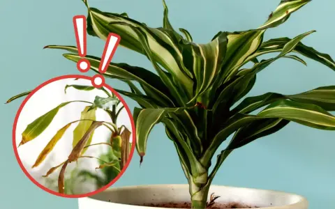 Dracena z żółknącymi liśćmi, wskazującymi na choroby. Czerwone kółko podkreśla uszkodzone partie rośliny.