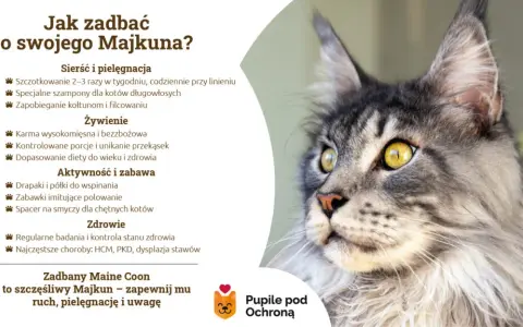 Maine Coon: Włosy czy sierść? Odkryj tajemnice pielęgnacji