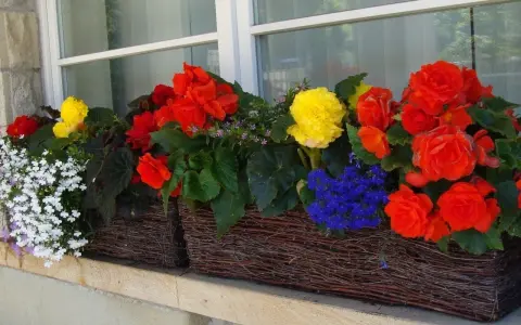 Kolorowe kwiaty do cienia na balkon: czerwone, żółte i niebieskie begonie oraz biała lobelia w wiklinowych skrzynkach.