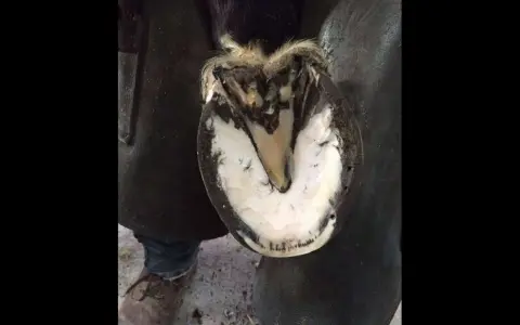Gros plan sur un pied de cheval soigné, montrant la sole blanche et le sabot sain, contrastant avec l'idée d'un pied pourris.