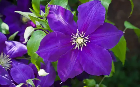 Gros plan sur une magnifique clématite en pot, ses pétales d'un violet profond s'ouvrant sur un cœur jaune éclatant.
