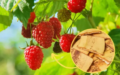 Jakie nawozy pod maliny letnie zapewnią zdrowe owoce i wzrost?