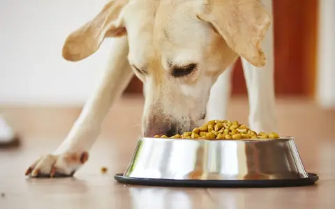 Un labrador mange avec appétit dans sa gamelle. Un vrai **royal canin avis** positif pour ce chien gourmand.