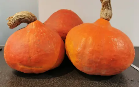 Trois courges orangées, peut-être pour illustrer la différence potiron et potimarron, avec leurs queues noueuses.