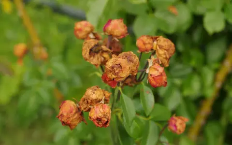 Fleurs de roses desséchées, signe d'une maladie des rosiers. Peut-être un remède de grand-mère pourrait les sauver.