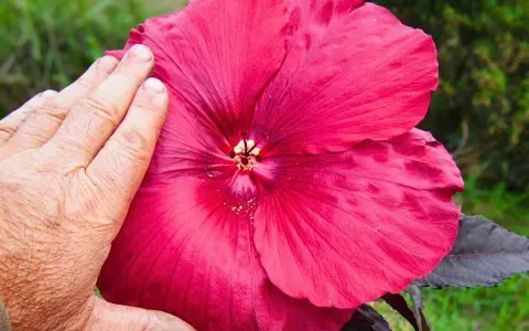 Una mano toca una enorme flor de escorpio de color rosa intenso, mostrando su tamaño y delicados pétalos.