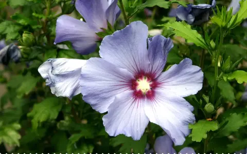 Fleurs de *Hibiscus syriacus* bleues et violettes, avec un cœur rouge profond, sur fond de feuilles vertes.