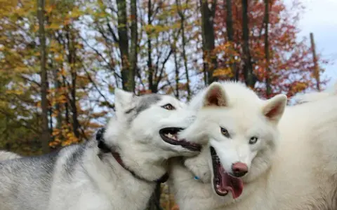 Czy husky jest agresywny? Odkryj prawdę o ich zachowaniu