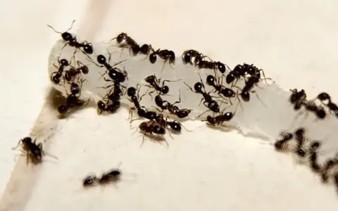 A swarm of cornfield ants congregates on a white, crumbly substance, working together to carry it away.