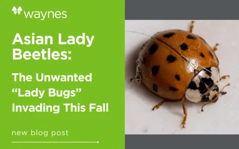 Close-up of an Asian lady beetle, a common pest. Learn interesting Asian lady beetle facts and how to deal with their fall invasion.