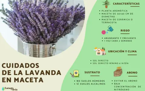 Ramo de lavanda en maceta metálica, con consejos sobre cuidados: riego, ubicación, sustrato y abono.