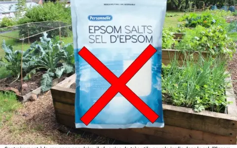 Sac de sel d'Epsom barré d'une croix rouge. Le texte indique que le sel d'Epsom n'est pas utile pour le jardin, contredisant la croyance populaire. Attention aux sels d'Epsom danger pour votre jardin.