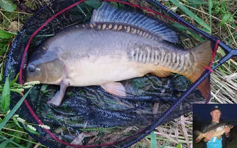 Duży karp w podbieraku, idealny na rybne ciasto. W małym okienku widać wędkarza z podobnym okazem.