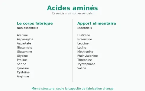 Tableau comparant les acides aminés essentiels et non essentiels. Le corps fabrique les non essentiels, tandis que les essentiels proviennent de l'apport alimentaire.