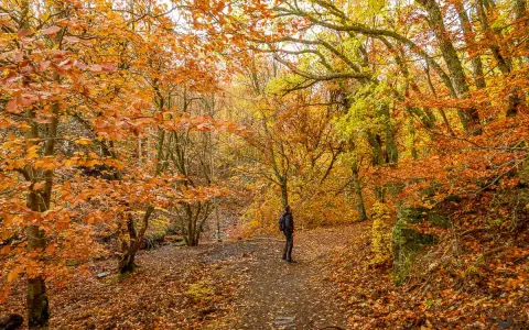 Senderismo en un bosque otoñal de Guadalajara, con hojas doradas y naranjas cubriendo el camino. Una tejera negra se alza entre los árboles.