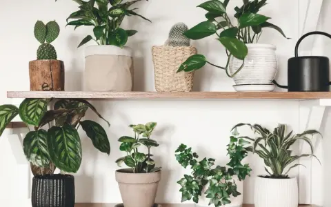 Estantería con varias plantas en macetas. Un cactus en tronco, una planta de hojas grandes y un anturio, que es de sol o sombra, según su variedad.
