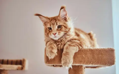 Rudy kot Maine Coon, którego wiek można ocenić po jego młodzieńczym spojrzeniu, leży na drapaku.