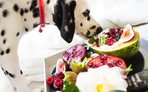 Dalmatyńczyk wącha owoce, zastanawiając się, jakich owoców nie może jeść pies. Na tacy figi, kiwi, maliny, granaty i papaja.