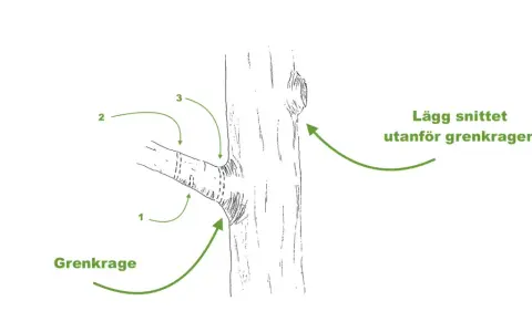 Illustration visar hur man beskär grenar. Grenkragen markeras, och snittet läggs utanför den för att buskar ska läka fint.