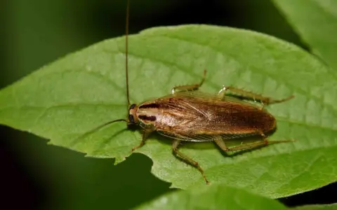 Cucaracha marrón sobre hoja verde. El ozono mata las cucarachas, pero esta parece estar bien.