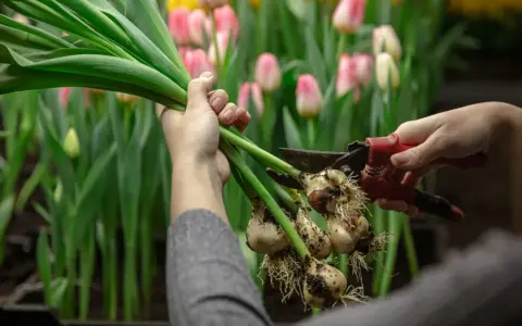 Ręce przycinają cebulki tulipanów, przygotowując je do sadzenia. W tle kwitnące różowe i żółte tulipany. Idealny czas, kiedy sadzić tulipany, to jesień.