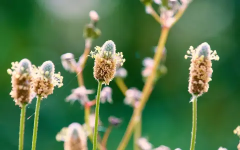 Fleurs de psyllium blond, aux épis brunâtres et aux petites fleurs blanches, se dressent sur des tiges fines dans un champ verdoyant.
