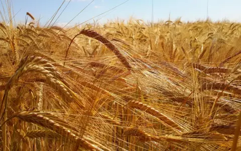 Golden barley field under a blue sky. This image evokes the feeling of summer and the question of when to plant barley for a bountiful harvest.
